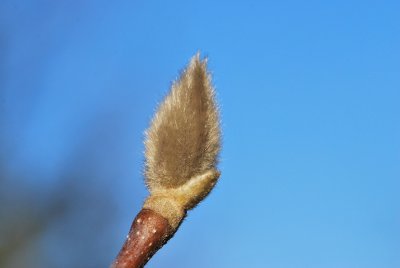 Magnolia x soulangeana - šácholan Soulangeův - pupen